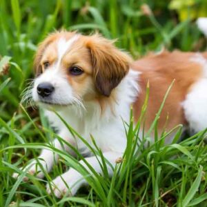 Grasmilben Hausmittel Hund