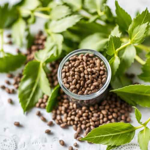 Nahrungsergänzungsmittel mit Chia Samen